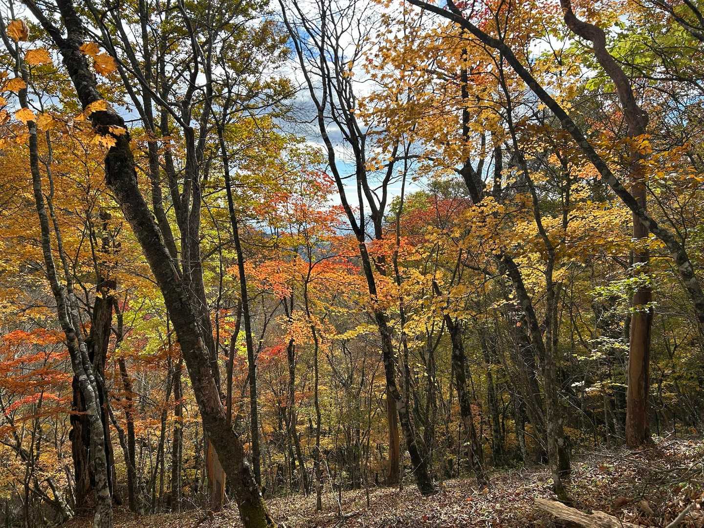 独標-入山峠-旧入山峠-鳥切場-栗ノ木沢ノ頭-醍醐丸-連行 縦走コースの写真