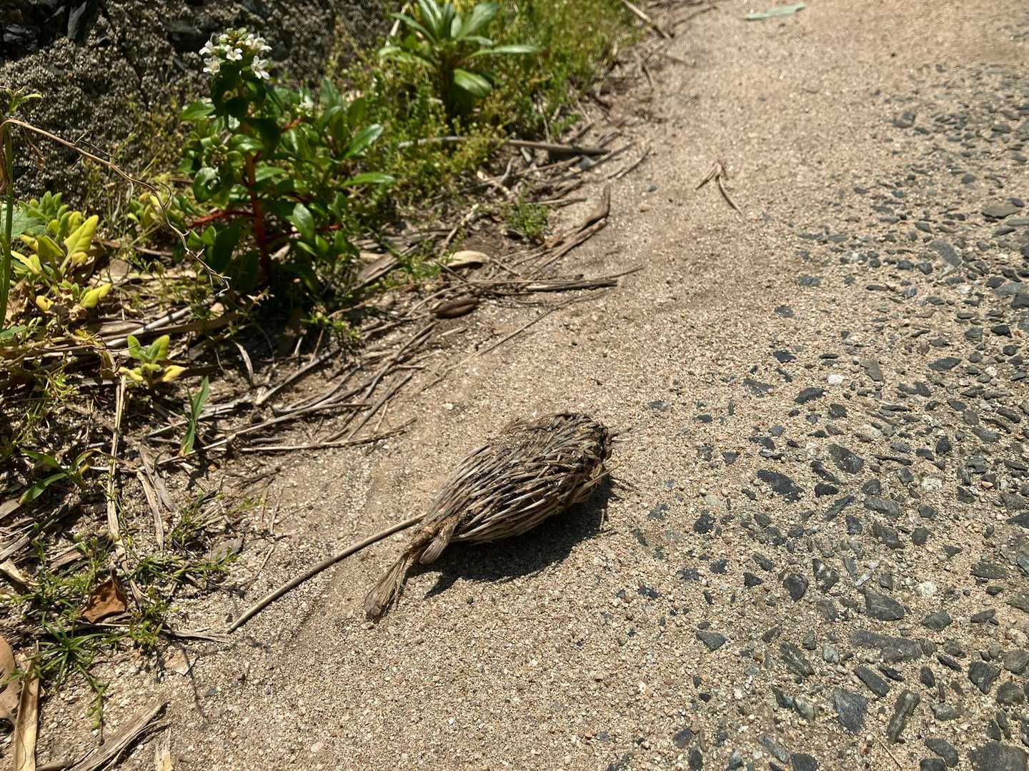 えー！ハリネズミぃ⁉️
干からびたハリセンボン😅