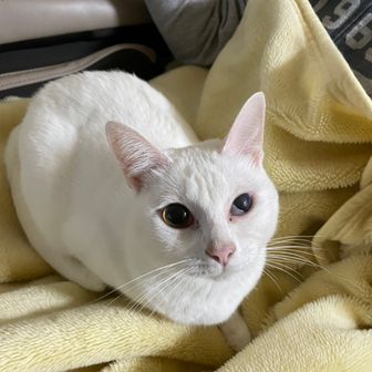 はっちゃん