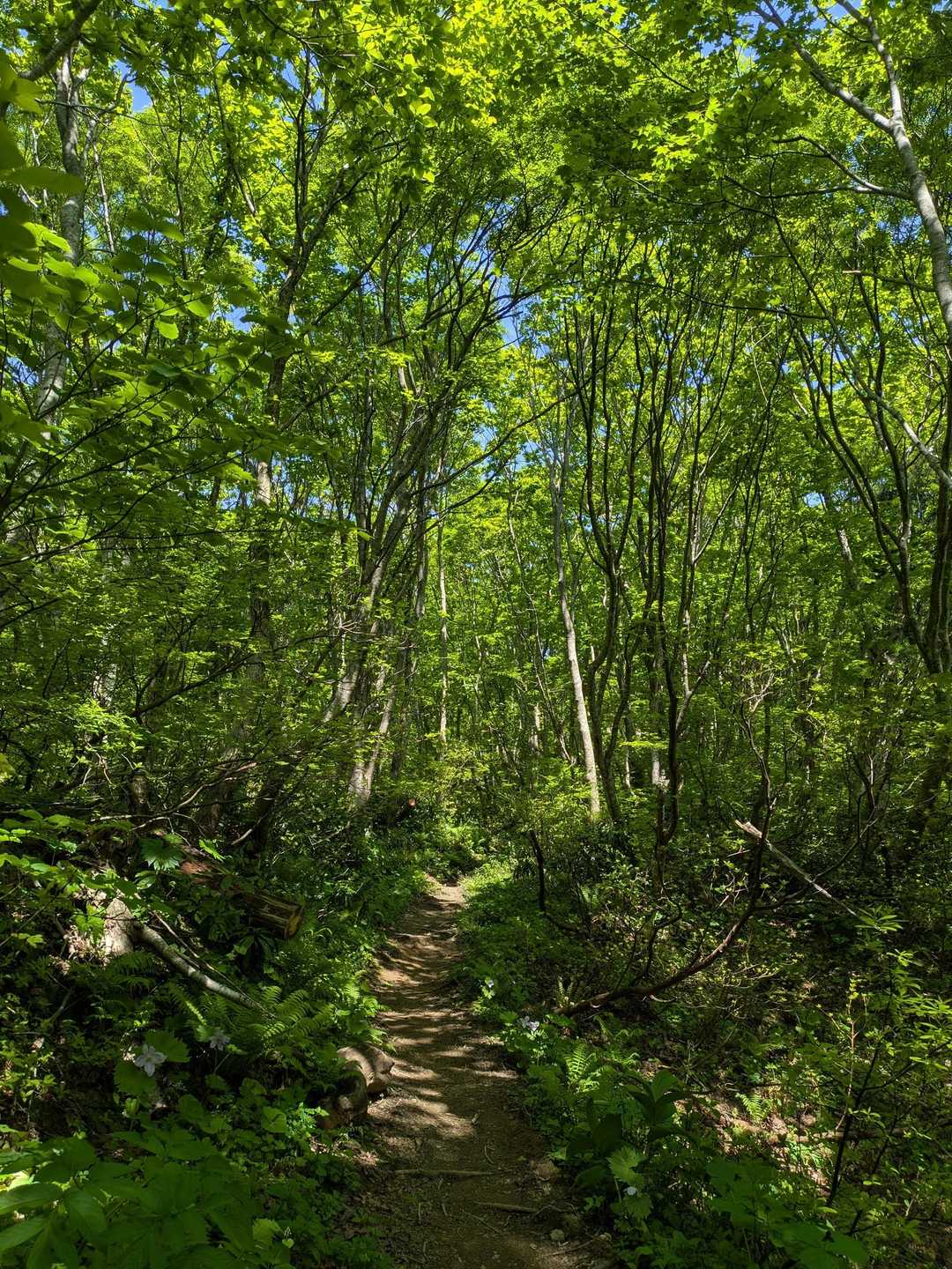 何とも気持良し😌🌲🌳