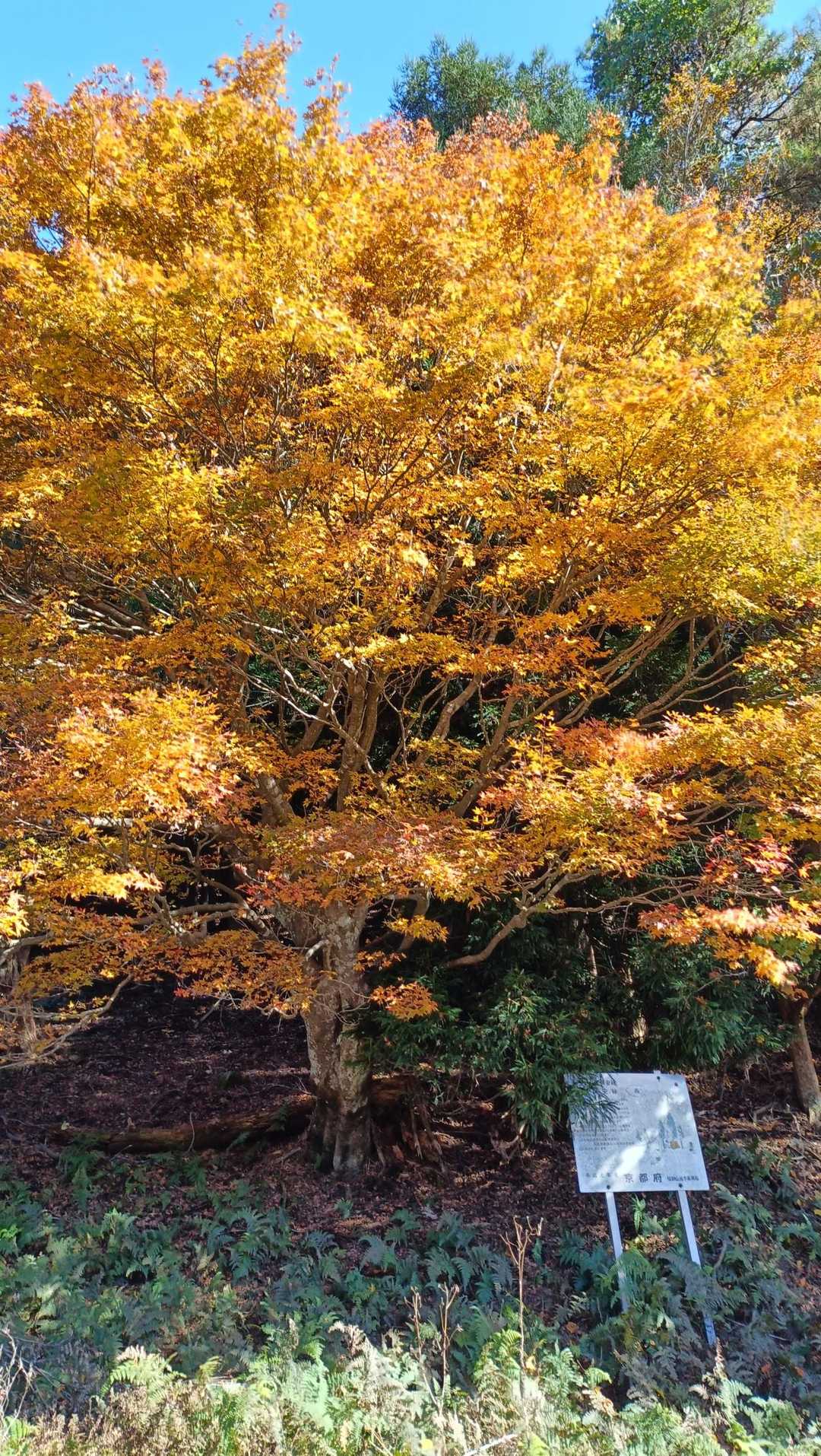 凄いもみじ🍁