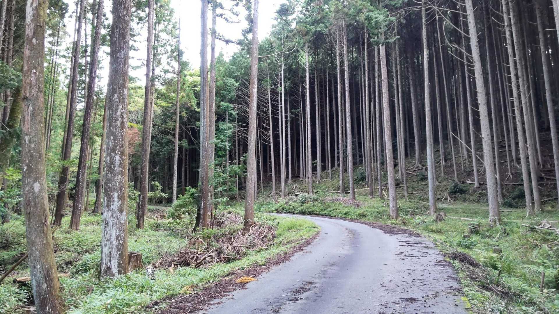 林道～ ちゃんと手が入っているのわかりますね✋