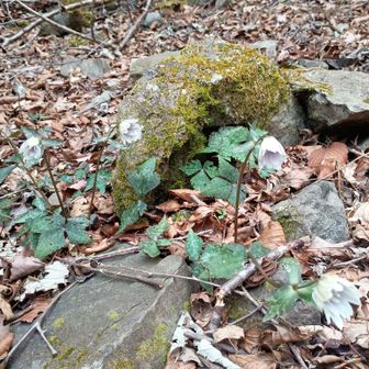 道迷いして登山口が近そうだったので、まずいのだけど渇れ沢を下りました。
