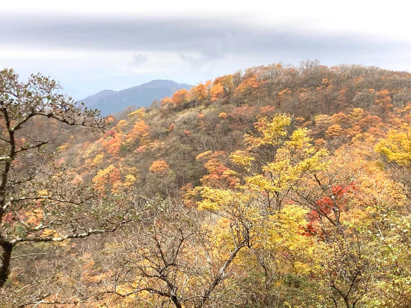 大倉登山口-鍋割山-塔ノ岳 周回コースの写真