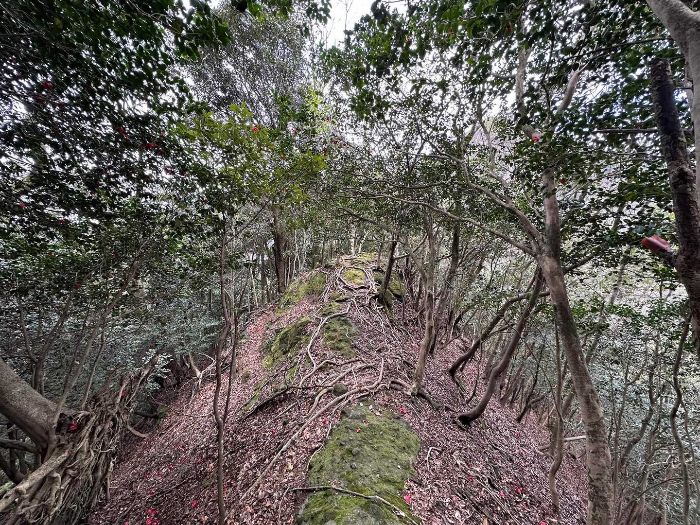 向こうは大日ヶ岳へのルート
細尾根が怖そう