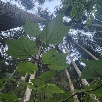 ウリノキの葉っぱ
実、熟してきたね🟦✨️
葉っぱがカエルの手、
沢山あると傘のように生い茂るよ