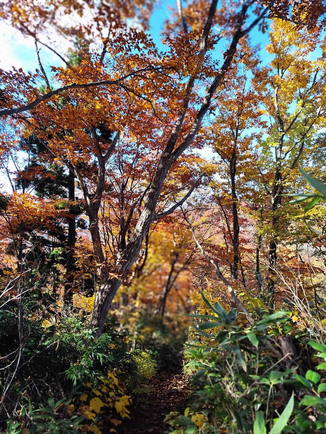 長尾峠-長尾山-奥長尾山-大辻山 往復コースの写真