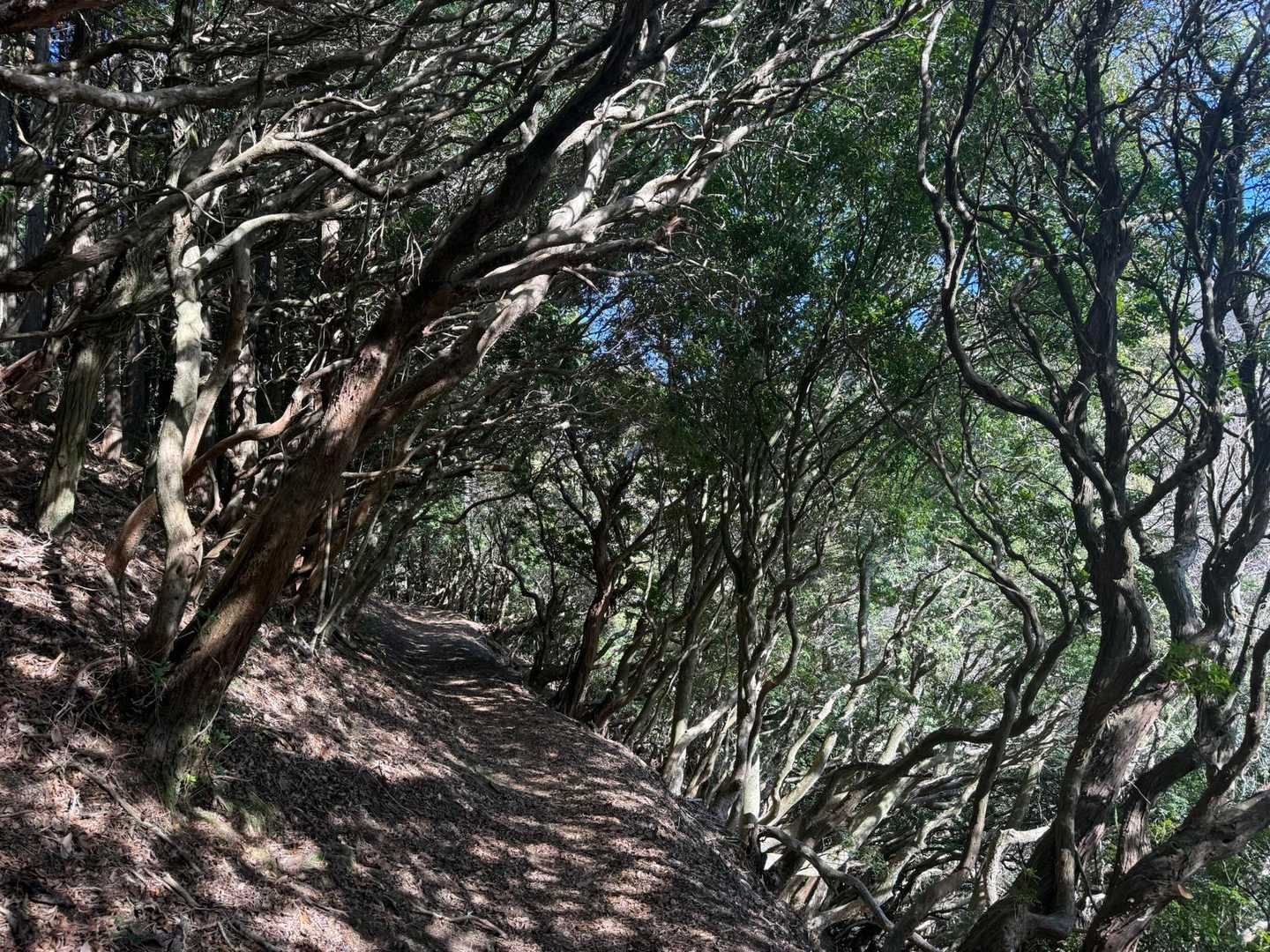 霊山寺登山口-霊山 周回コースの写真