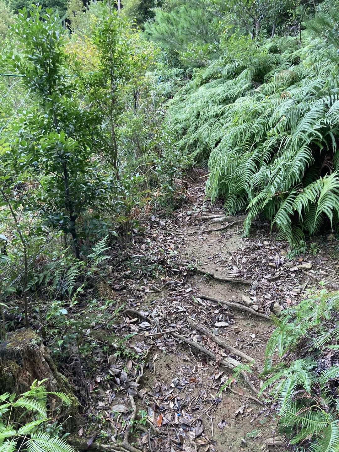 南側ルートに草木が押し寄せてます。
さてはて、この後は天気が崩れる可能性あるので、バッジゲットする為に丹助岳へ。