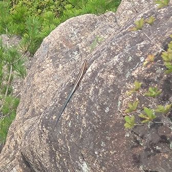 カマ君の所へニホントカゲ(岩の中央にいます)の幼体が😲
少し目があったように見えましたが、この後ニホントカゲは岩の陰へ消えて行きました😆