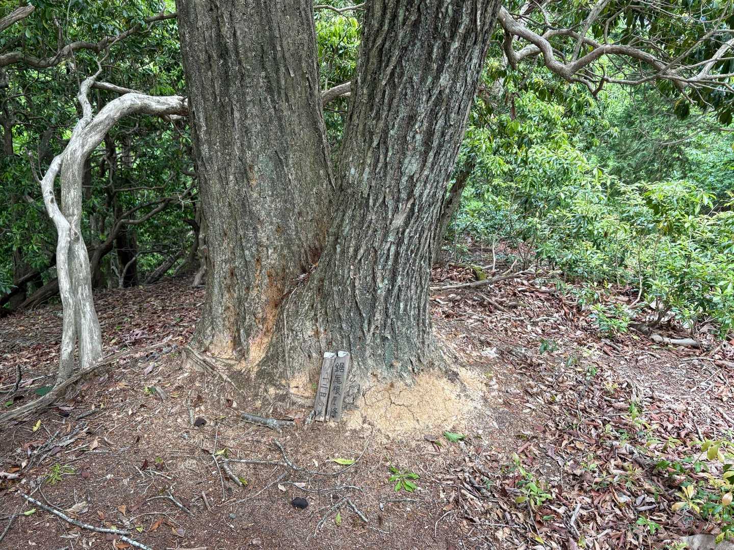 鋸尾根Ⅰ峰（標高1240）通過

山道から少し登ってプレート探します
