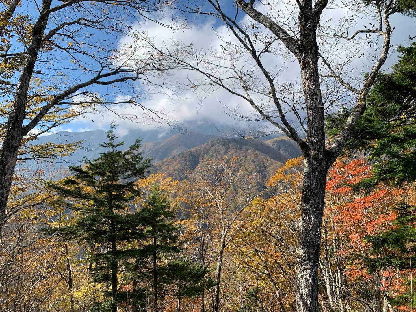 パッチワークの山肌
下りは周回で
かなりの急登を下ります
落ち葉🍂で隠れている木の根や岩に気をつけて🥾
