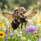 carpenterbee