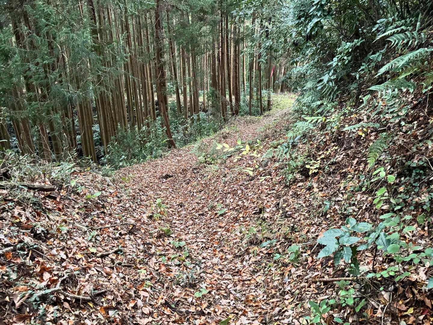 良い道をのんびり歩きます。