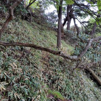 西御殿岩からは藪漕ぎが続く