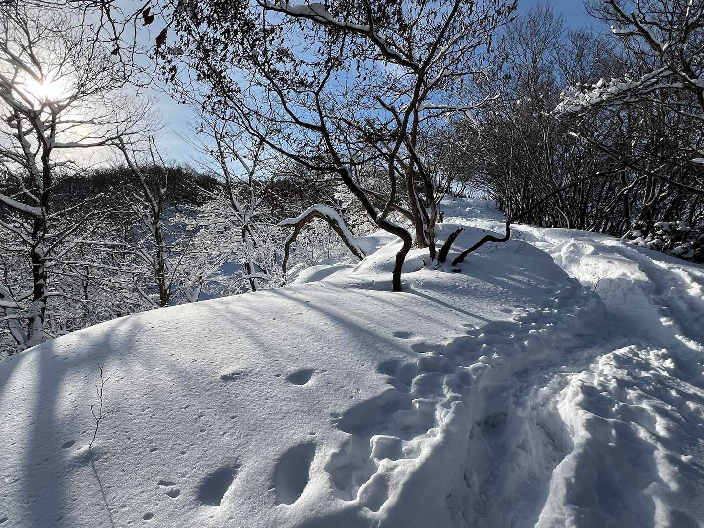 どんどん雪が深くなるけど
雪の中を歩くのは楽しすぎる🤭