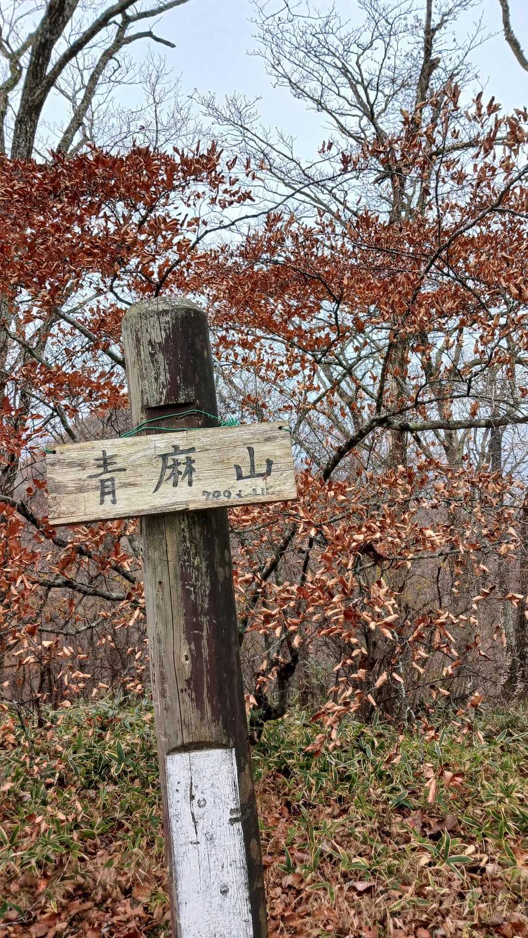 青麻山 往復コースの写真
