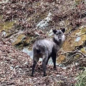 歩く白米うまい