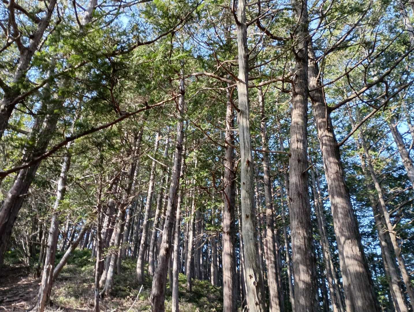 ヒノキの植林