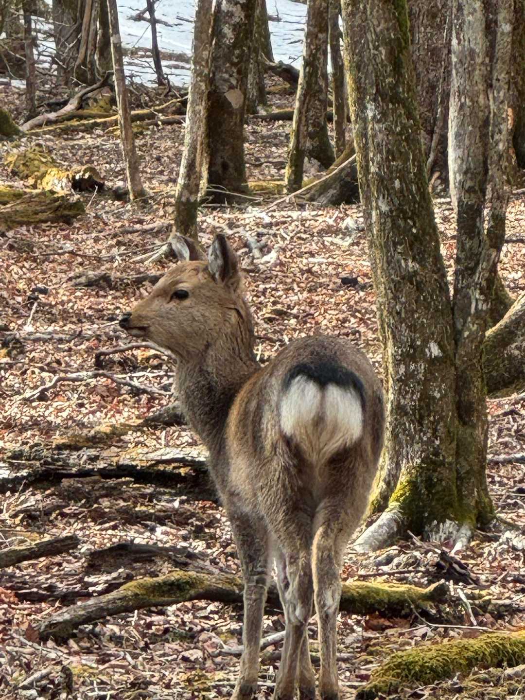 帰りには、何頭もの鹿に出会いました

良い山でした‼️
また、来たい！

お疲れ山でした⛰️