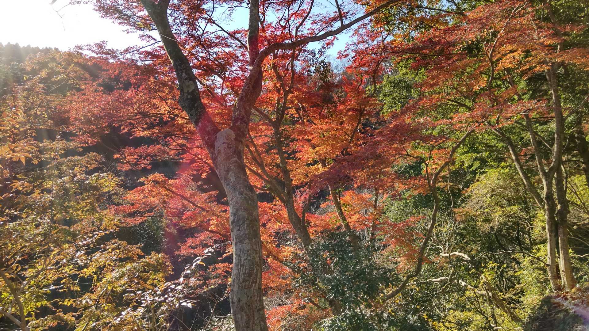 石射太郎山登山口-石射太郎-高宕観音堂-高宕山-八良塚-金 周回コースの写真