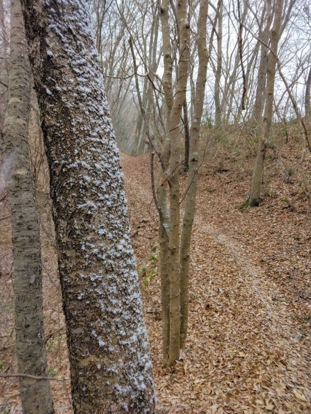 あれー！❄雪が強くなってきた！