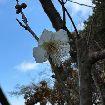 花も少しずつ咲いてきましたね〜