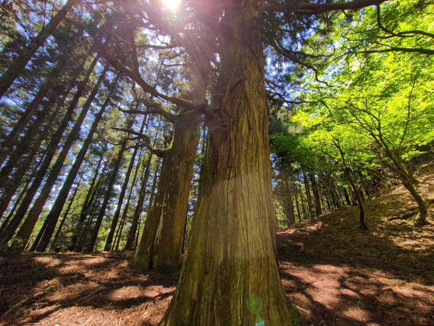 二本杉に到着🌲🌲