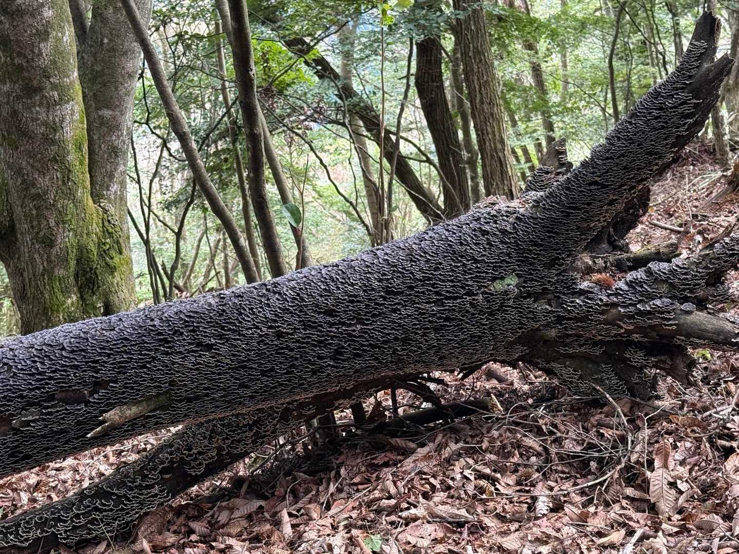 集合体恐怖症の方は飛ばしてください