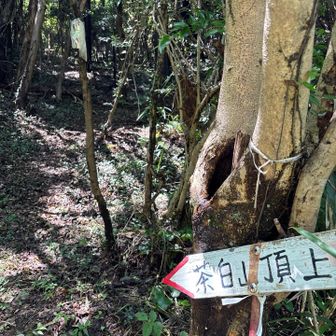 林道歩きをしていましたが、茶臼山に行く登山道発見💡