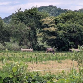 草原にお馬さん🐎が居ました。
近くに大きな馬の調教施設🐎があるそうです👍