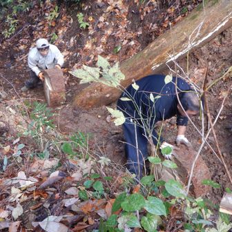 ステップの輪切りを運んでいます