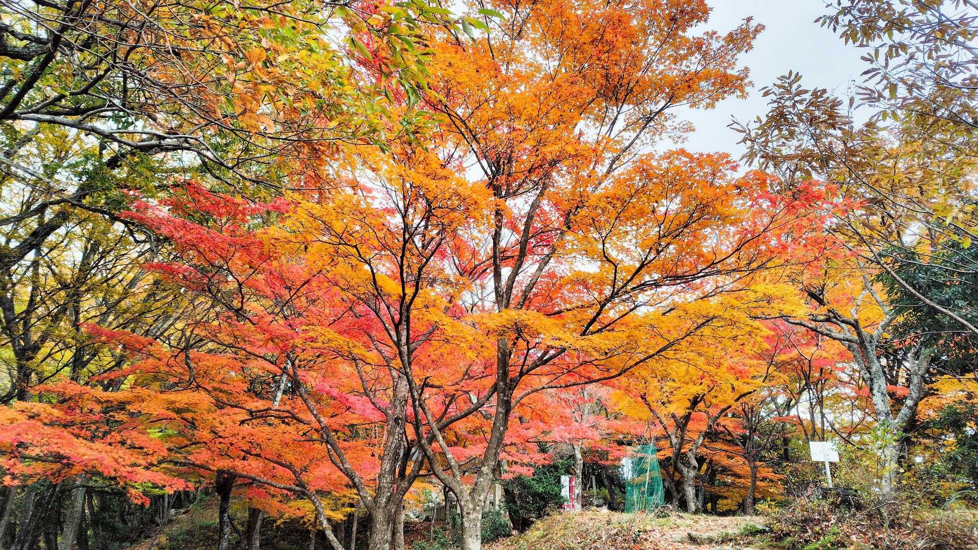 小谷山 往復コースの写真