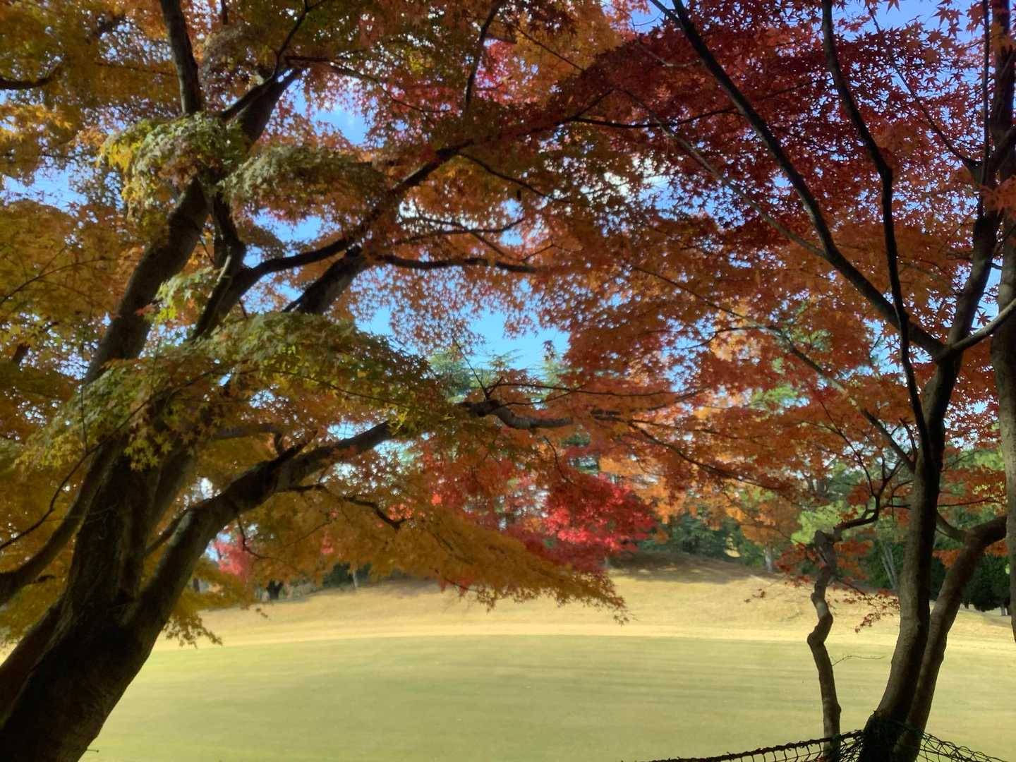 まだらでグラデーションしてます^ ^

