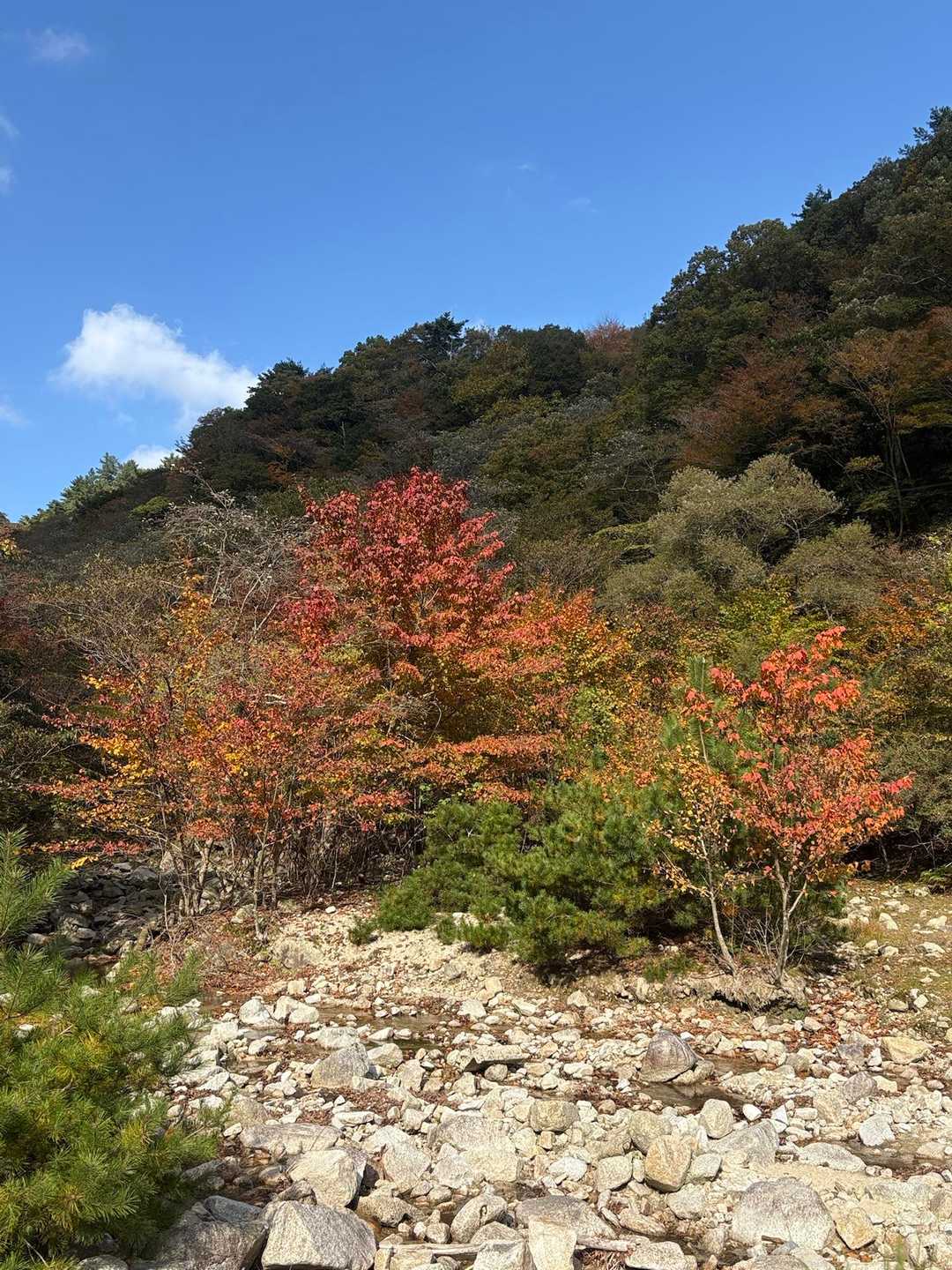 朝明登山口-中峠-金山-羽鳥峰 往復コースの写真
