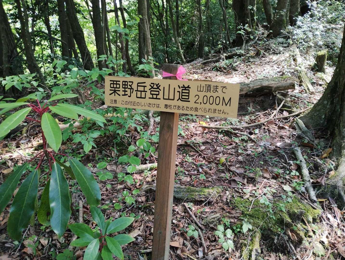 この辺りは、毒性のシイタケ🍄‍🟫ですって！