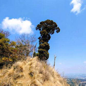 シンボルツリー