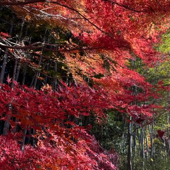 京都みたいな雰囲気😜