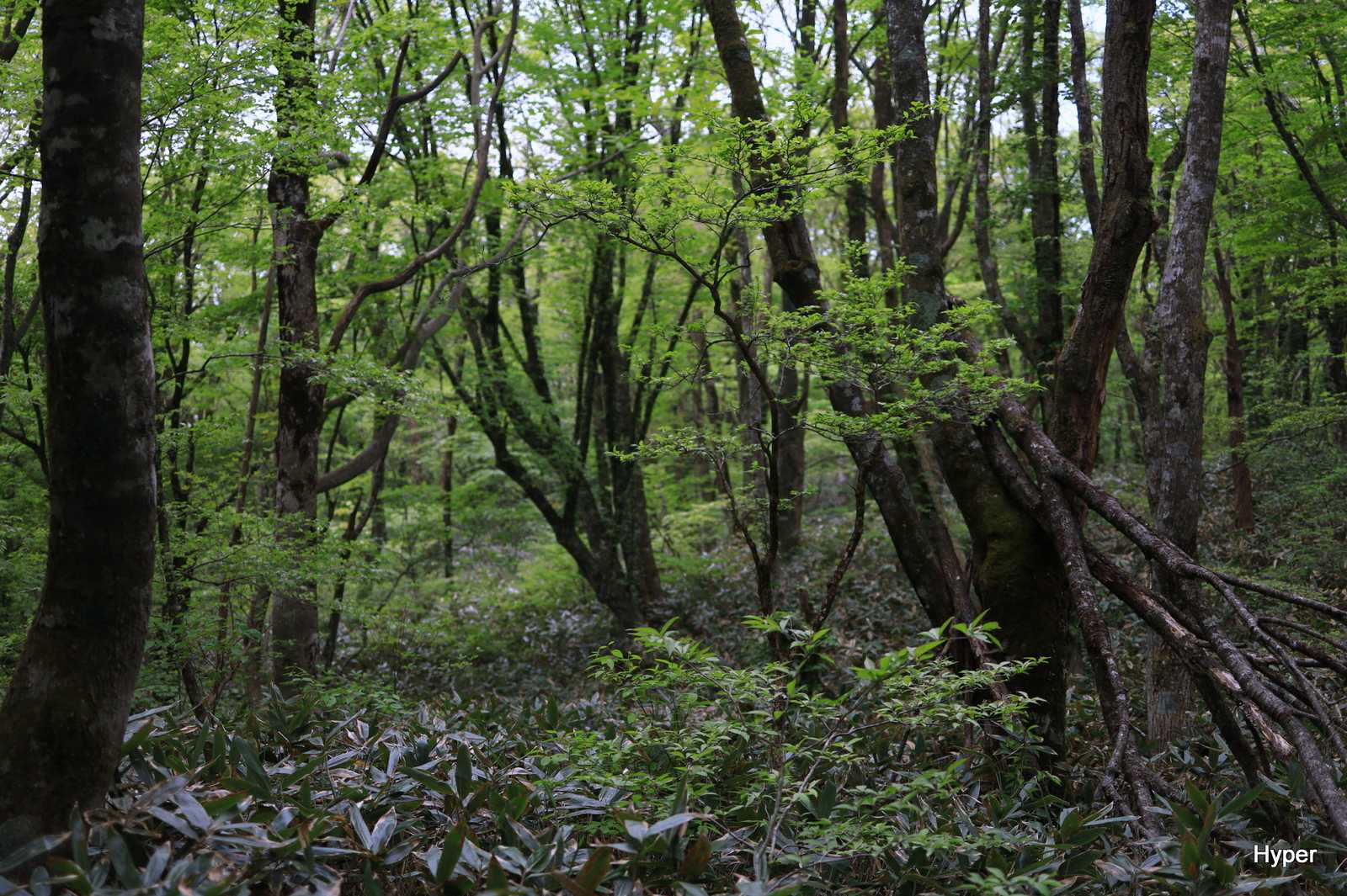 市間山-立岩山 往復コースの写真