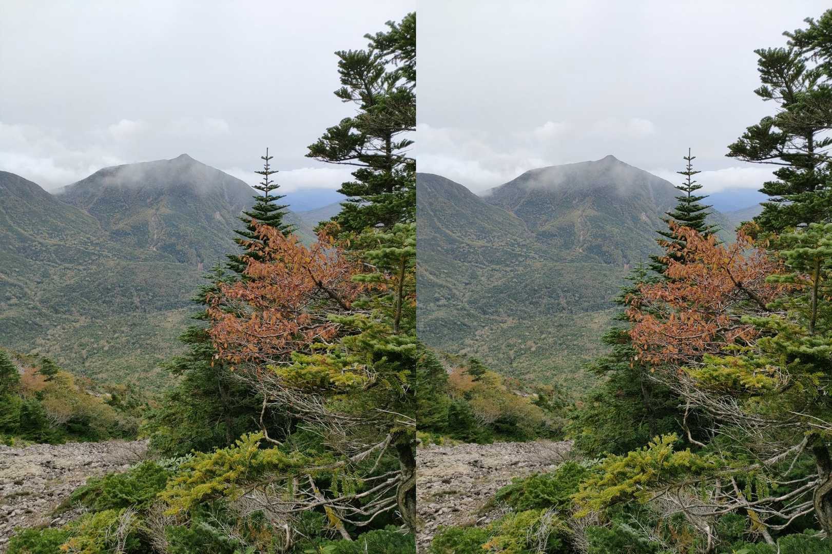 たまに見かける紅葉