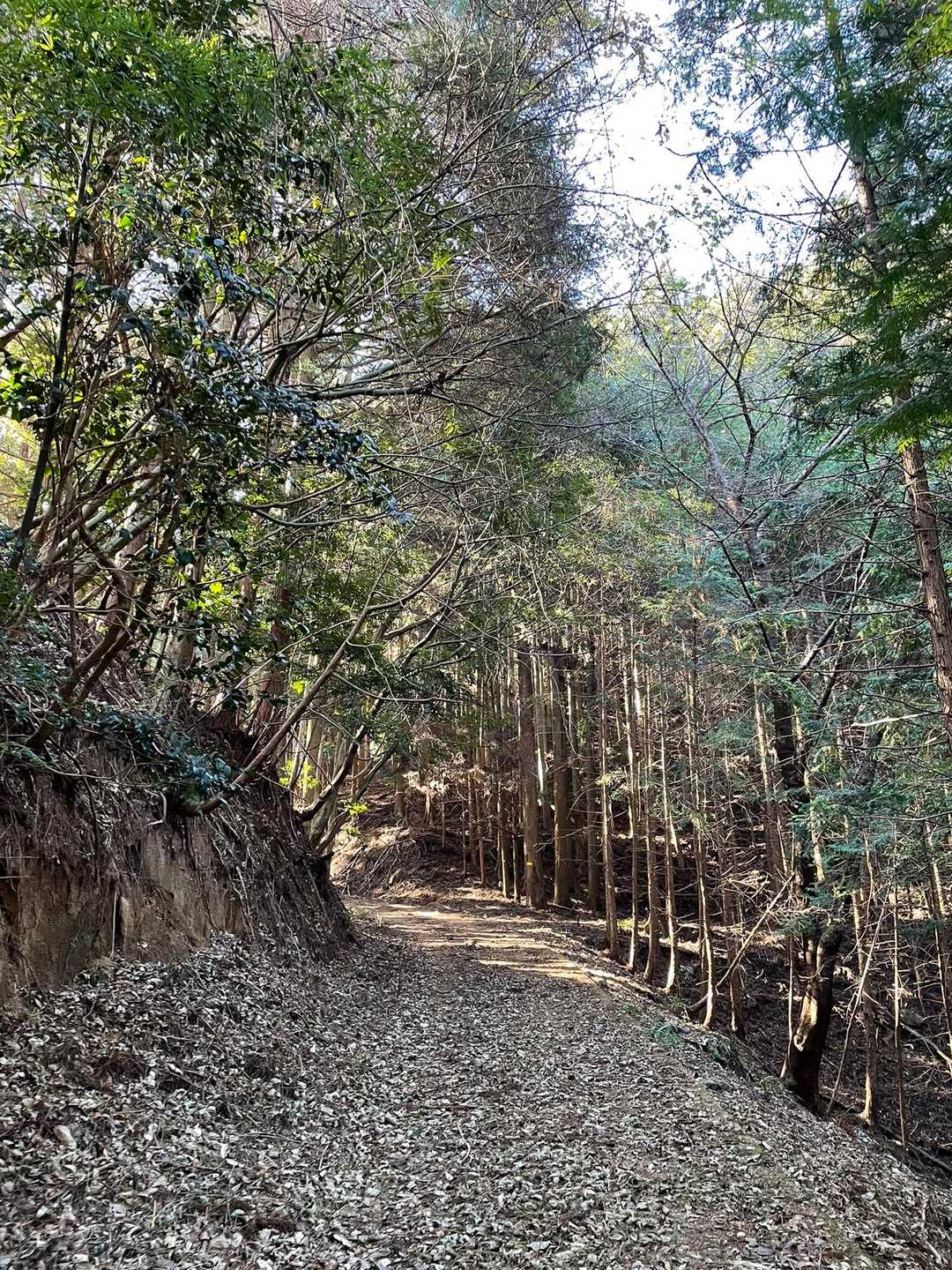 髯山 往復コースの写真