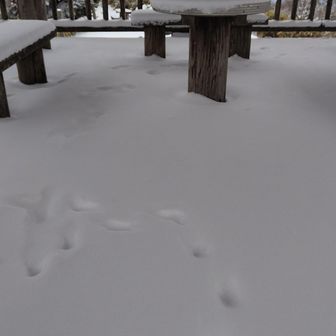 羅漢山の展望台です。動物の足跡がありました。