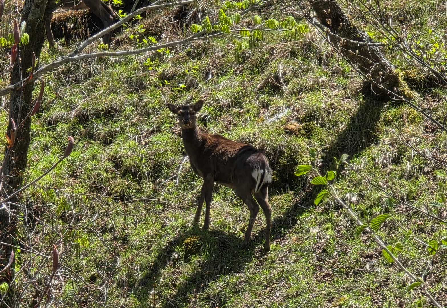 ヤクシカ発見！
やっぱり屋久島？
いや、ここは脊梁
でも、猿が居れば完璧(笑)