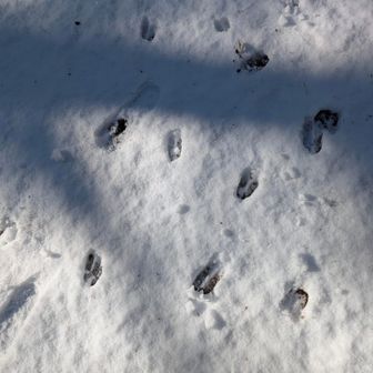 恐らく鹿
さっきと比べて陽があたり
ポカポカ