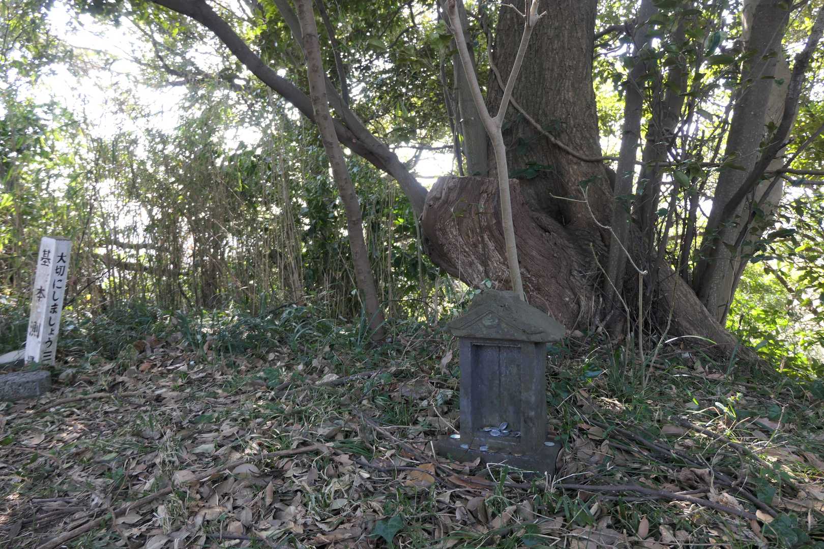 権現山到着。
標識は見つかりませんでした。