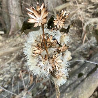 美しい造形、なんの植物？
