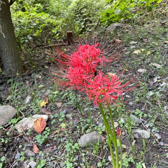 峠あずま家の彼岸花