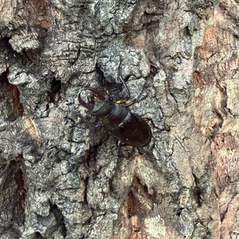 戻る途中に小さいけど多分ミヤマクワガタ発見‼️
登山中にミヤマクワガタは初遭遇✨️