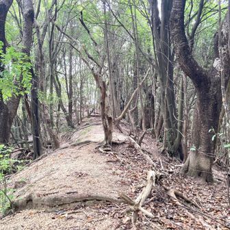 大根山山頂に続く、美しく歩きやすい尾根道