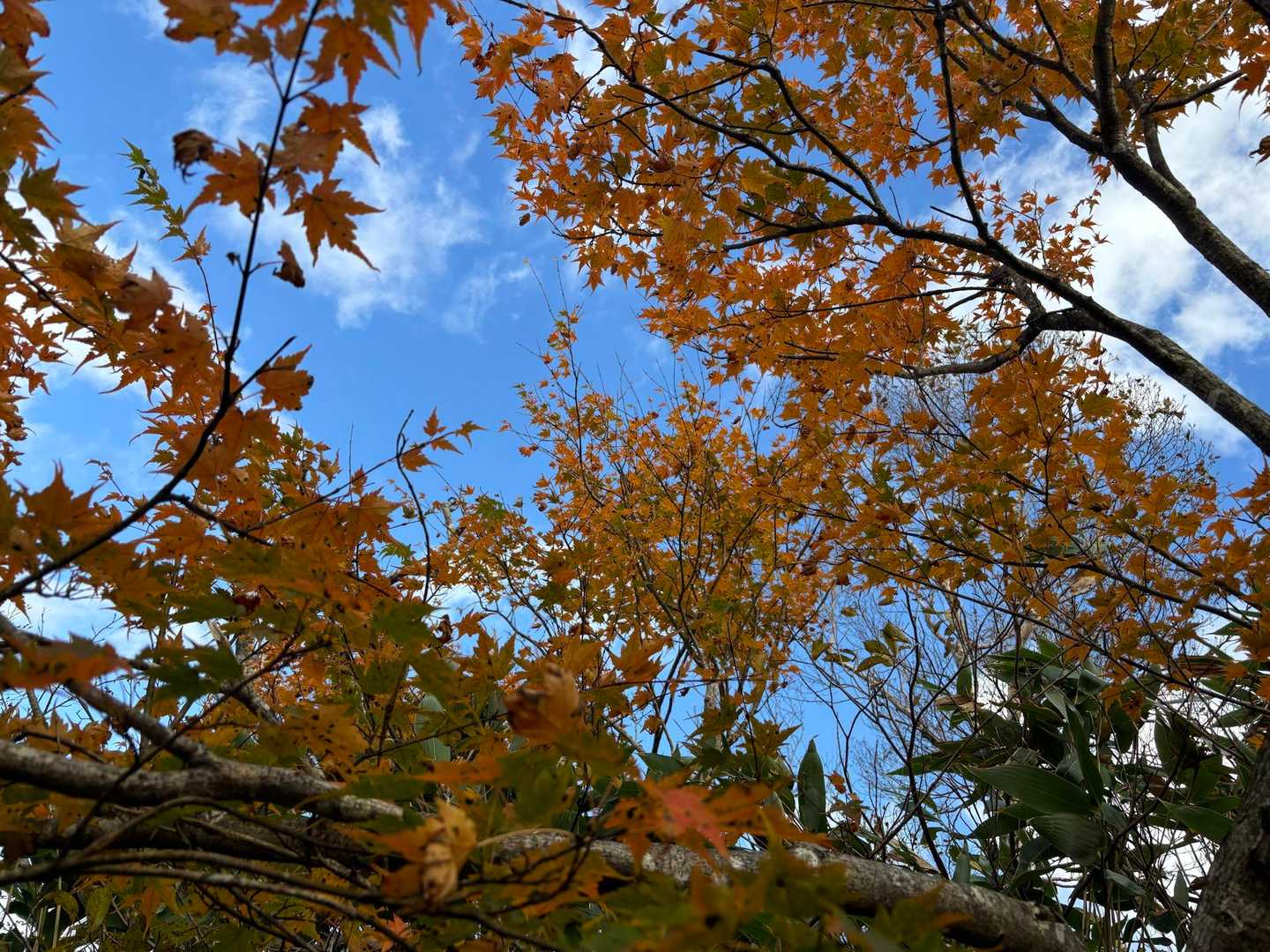荒島岳勝原登山口-深谷ノ頭-シャクナゲ平-荒島岳-小荒島岳 往復コースの写真